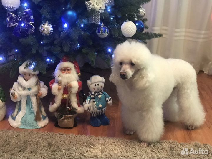 Вязка собак