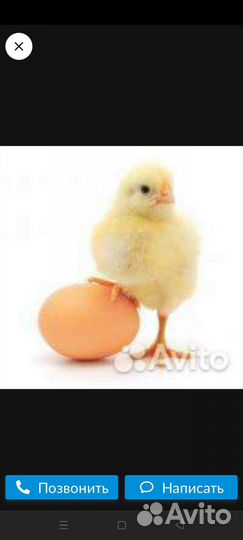 Цыплята бройлеры кобб 500 чехия