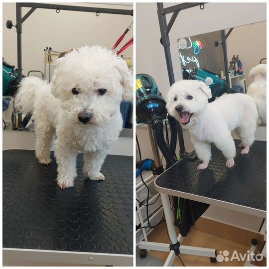 Грумер стрижка собак с выездом на дом