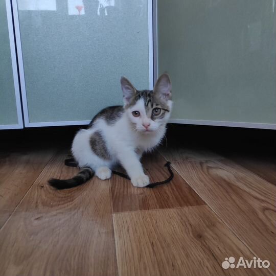 Котик 2-3 месяца в добрые руки