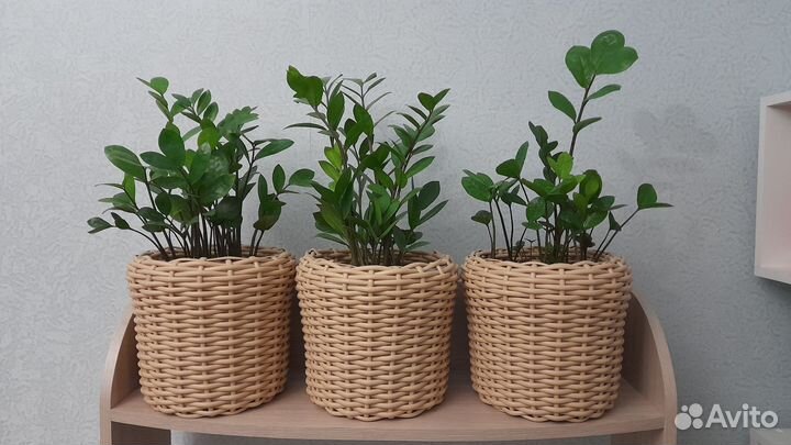 Замиокулькас