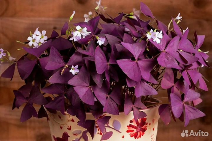 Кислица (Оксалис )