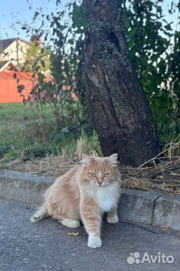 Кошечка в добрые руки