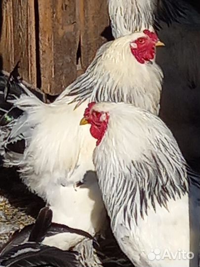 Петух Брама Колумбийская