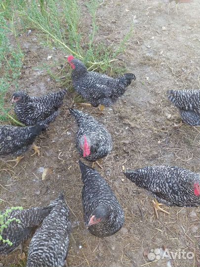 Продам петушков в возрасте 5 месяцев
