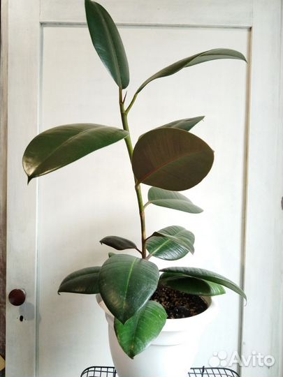 Фикус каучуконосный эластика