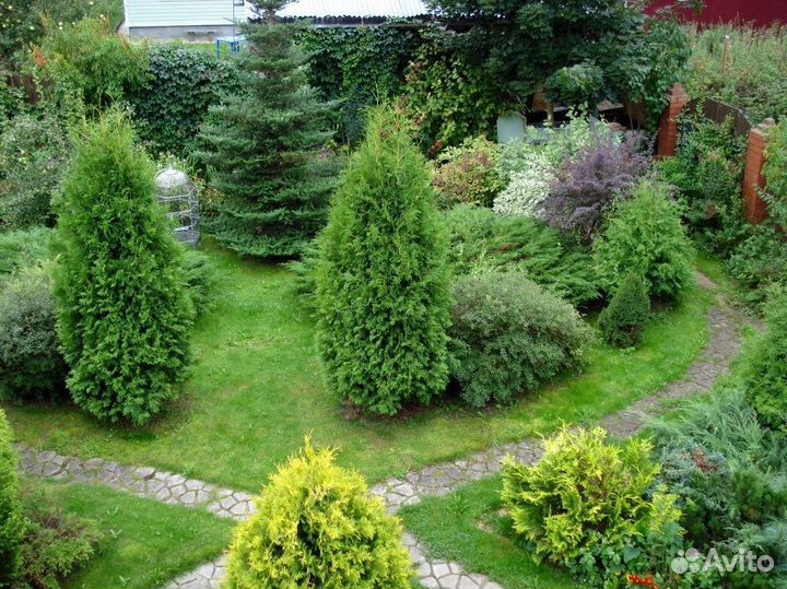 Туя для изгороди