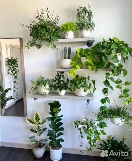 Фитодизайн,Озеленение,Сервисный уход