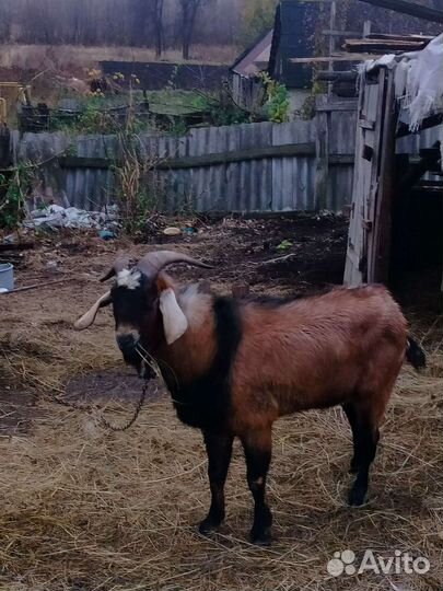 Нубийский козел