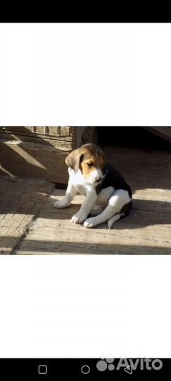 Щенки русской пегой гончей