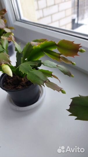 Декабрист шлюмбергера белый и розовый