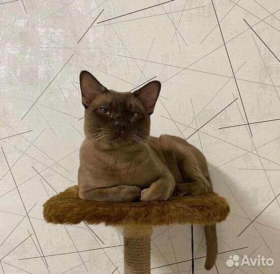 Вязка