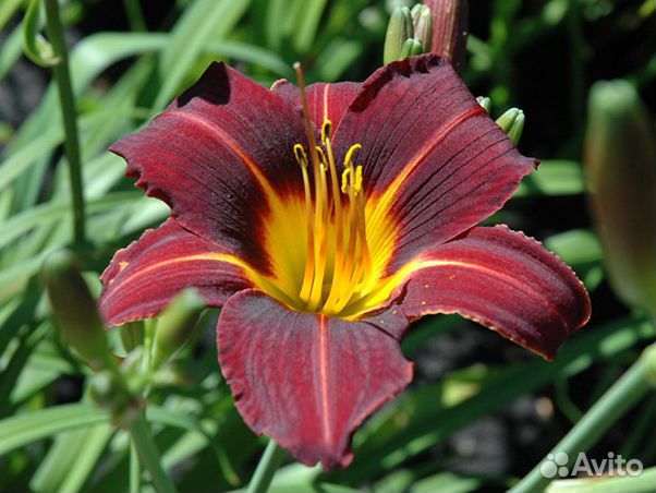 Саженцы лилейников, ирисов