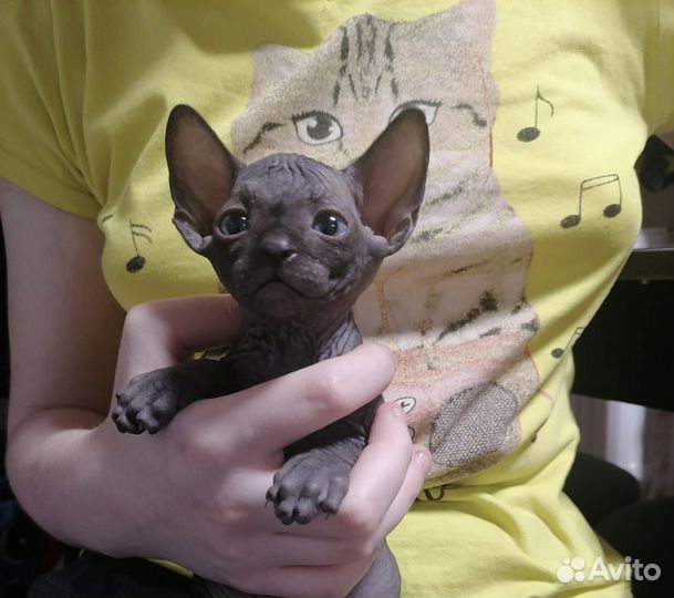 Канадский сфинкс