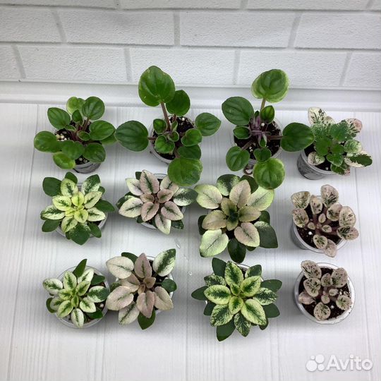 Мини фиалки, детки