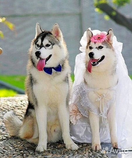 Инструктор по вязке собак