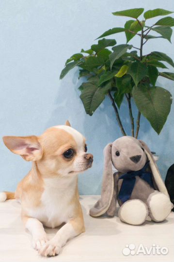 Кобель Чихуахуа вязка