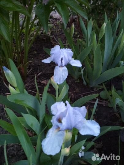 Карликовый ирис