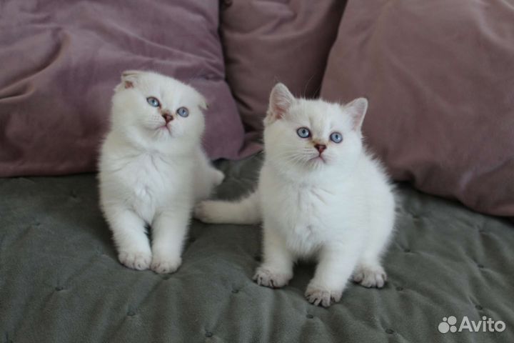Вязка (есть котята)