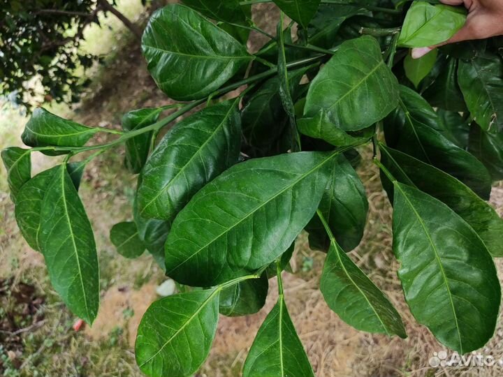 Мандарин Ковано Васе срез