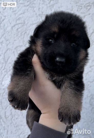 Немецкая овчарка