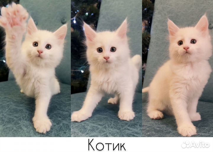 Котята