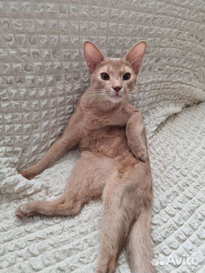 Абиссинский кот вязка