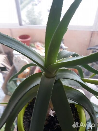 Алоэ вера от 1 до 4-х лет