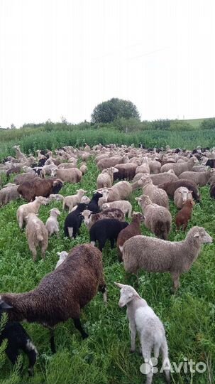 Овцы бараны