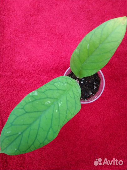 Хойи Bahoi, Meredithii