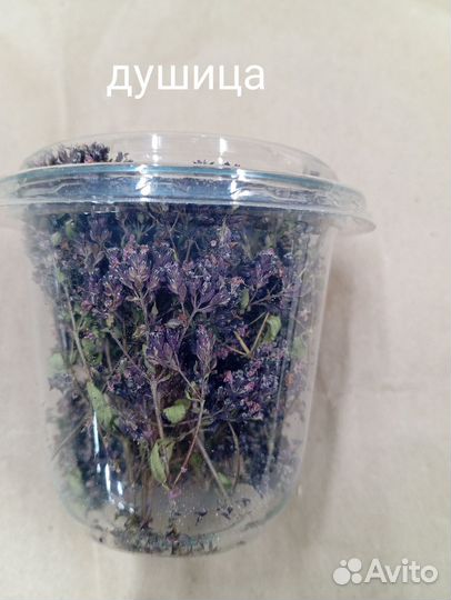 Сухоцветы для творчества