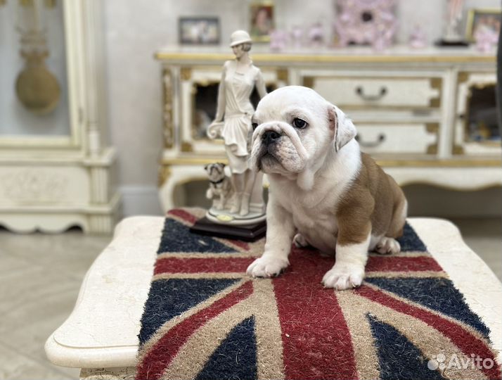 Английский бульдог