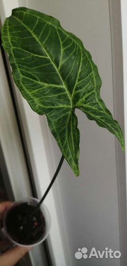 Сингониумы сортовые 2