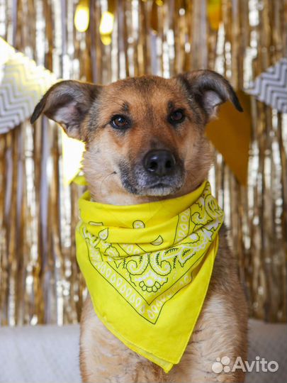 Собака в добрые руки отдам бесплатно