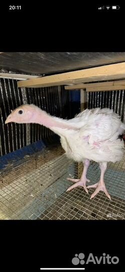 Индюшата хайбрид конвертер, биг 6