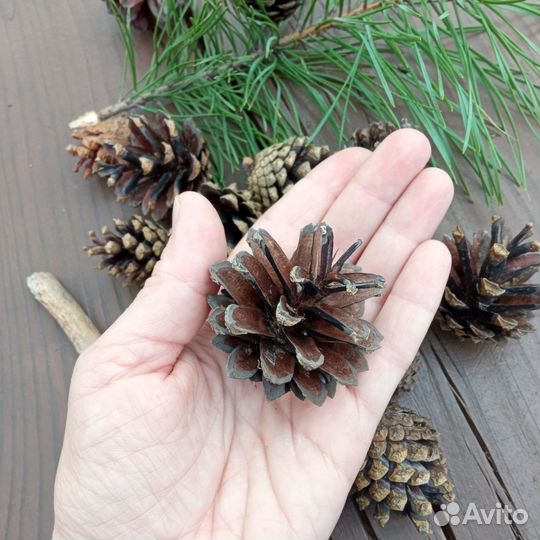 Шишки сосновые для творчества