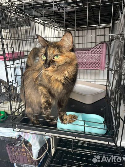 Красавица Черри