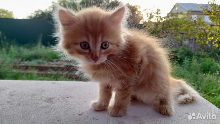 Котёнок в добрые руки кошечке 2 месяца