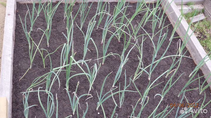 Лук шалот (семейка) семена 150 шт