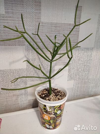 Молочай тирукалли, хатиора