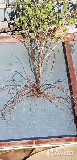 Саженцы крыжовника