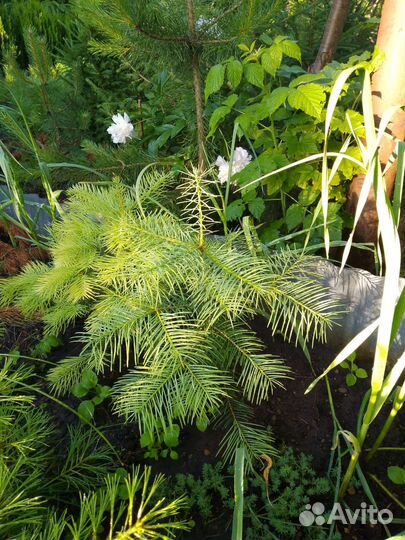 Пихта кавказская, пихта одноцветная