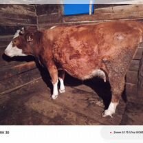 Корова на мясо