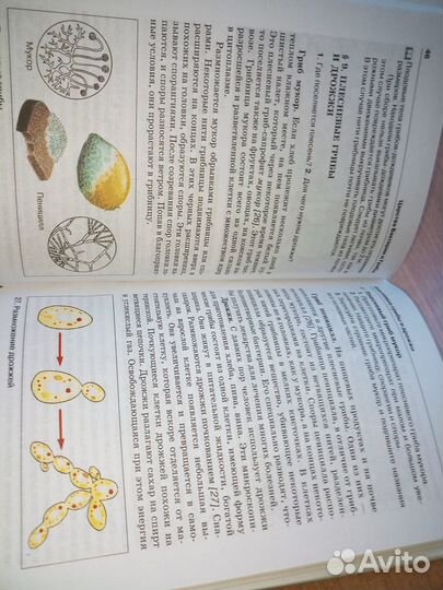 Биология. 6 класс. Бактерии, грибы. Пасечник