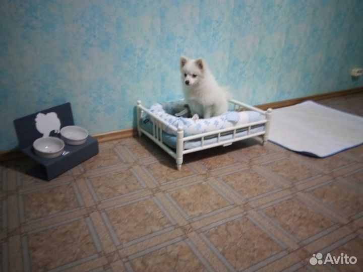 Услуги передержки для собак мелких пород