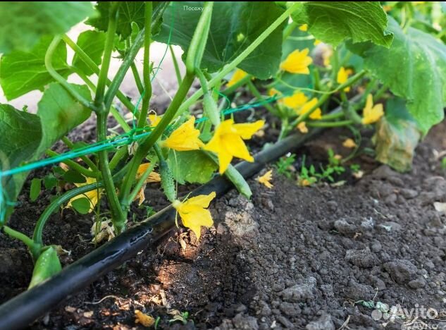 Капельная лента zelna (урожайная)