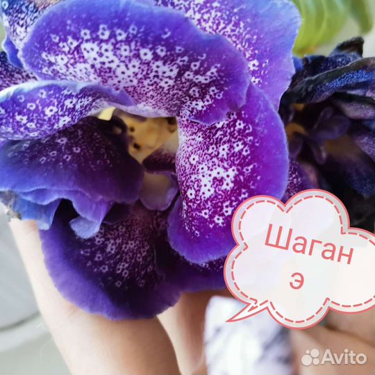 Глоксиния махровая