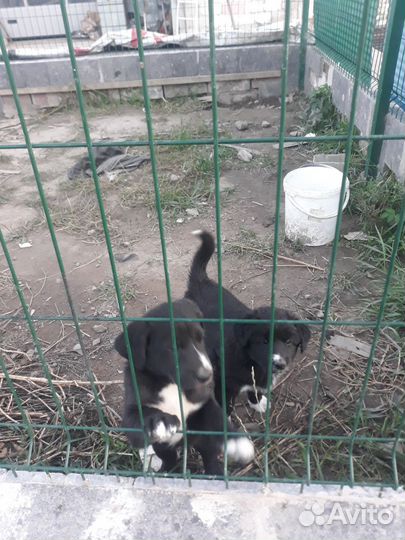 Отдам в добрые руки двух щенят алобаи