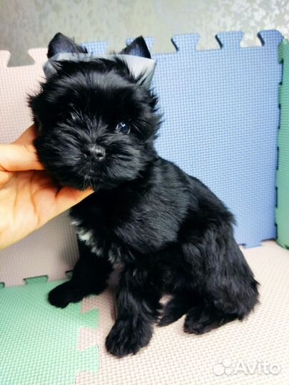 Чудесная девочка черная цветной Йорк бивер