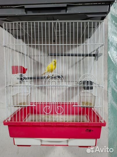 Гибрид щегла и канарейки